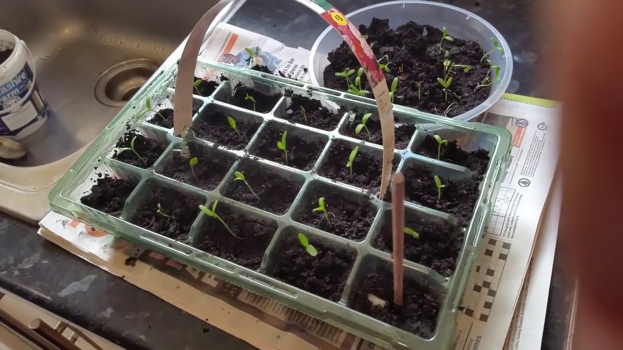 how to transplant young marigold plants Transplanting Marigold