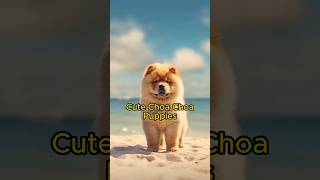 Chow Chow Puppies! Part 3 #chowchow #shorts