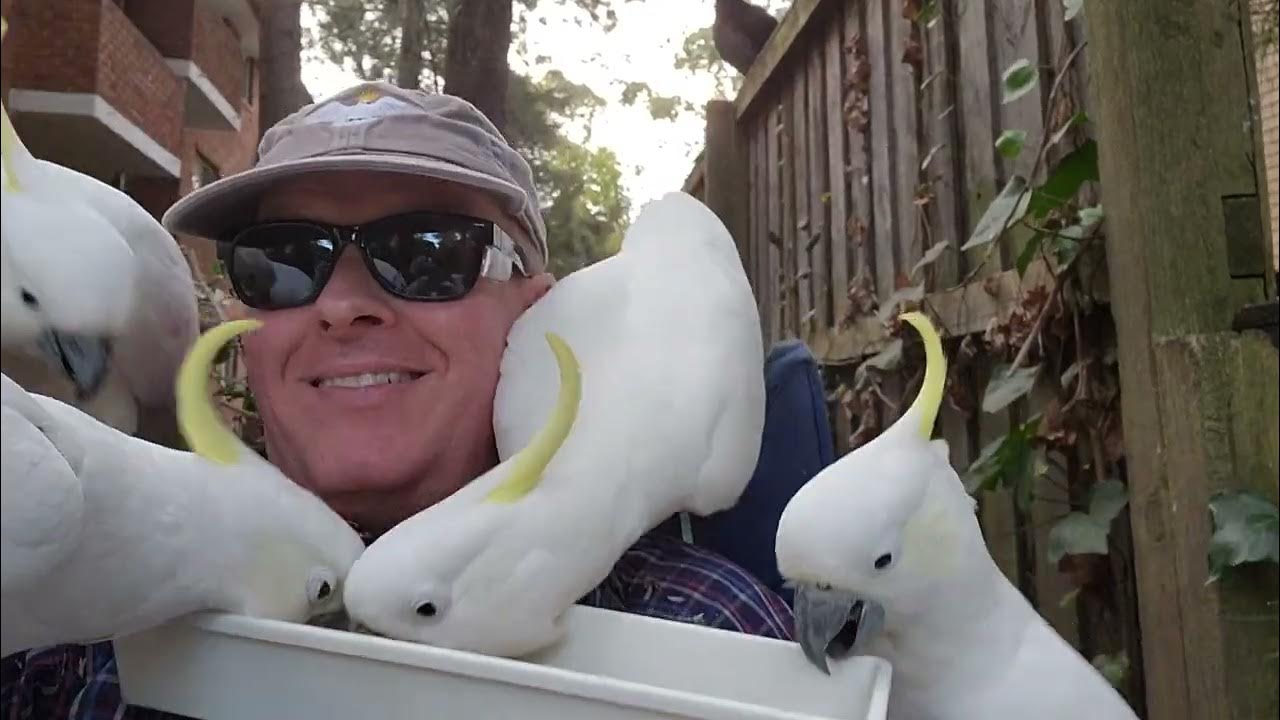 Getting flocked by birds YouTube