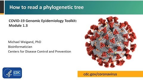 Module 1.3 - How to read a phylogenetic tree