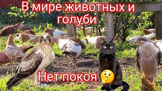 В мире животных или голуби на улице