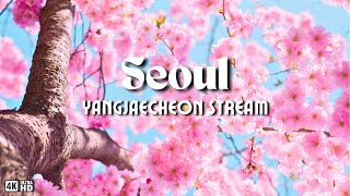 It’s Raining Cherry Blossoms! 🌸| Yangjaecheon Stream and Cafe Mooni Apgujeong | South Korea Tour