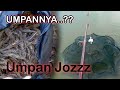 WOW .!! Gak Nyangka dengan Umpan itu bisa dapet udang banyak || Jebakan udang - shrimp trap net bait