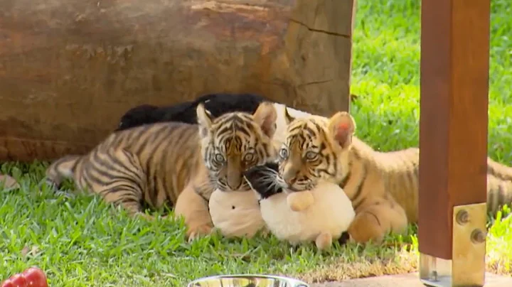 Growing Up With Twin Tiger Cubs | Tigers About The House | BBC Earth - DayDayNews