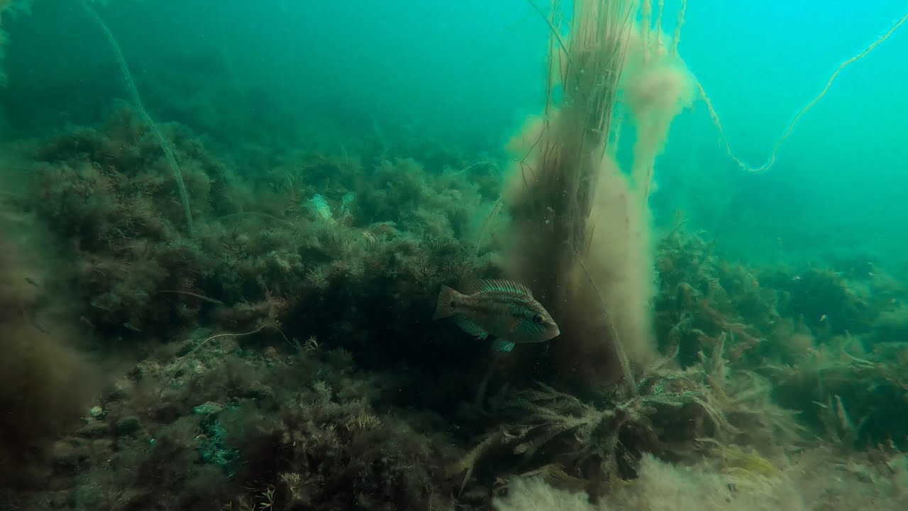 Freediving and snorkelling at Öckerö and Hönö, Sweden