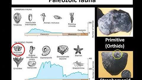 Lecture 2: Ordovician and Silurian