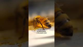 Пчелы не умирают в улье