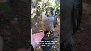 Pirouette de España & Alfa Centauri, my home bred peregrine falcons