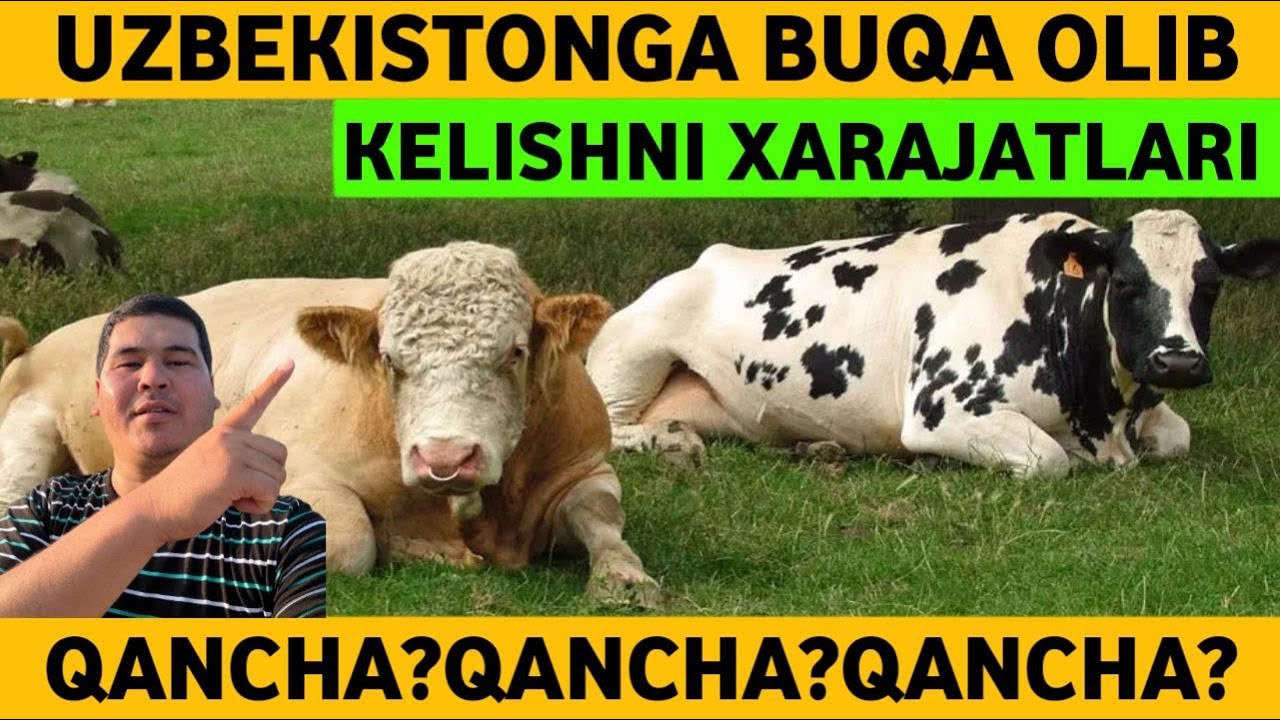 ROSSIYADAN BUQALAR OLIB KELISH,QANCHA PUL KETADI,QANDAY XARAJATLARI BOR,QANCHA VAQT KETADI?