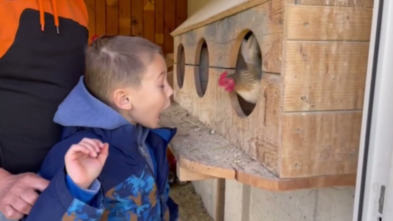 Нападение курицы на Игната  /  chicken attack / ataque de galinha /kämpfendes Huhn /fighting chicken