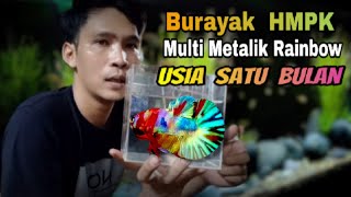 burayak cupang MC HMPK umur 1 bulan. cara cepat mutasi ikan cupang. cara cepat size ikan cupang