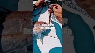 ΤΣΑΟΥΣΙ BEAT PROPAGATE #beat #slowpitch #mancing #ψάρεμα #jigginglife #shimano #spj