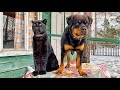 The birthday of Luna and Venza. Leopard and Rottweiler lunch