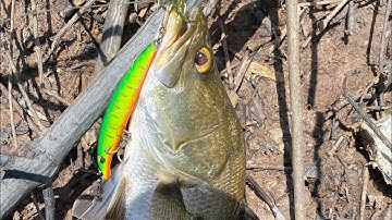 Câu lure cá chẽm bằng combo mồi 380k