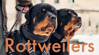 Rottweiler dogs are they good family pets by Gods Creations Daily 485 views 1 year ago 1 minute, 1 second