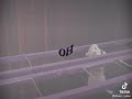 Hamster fails squid game