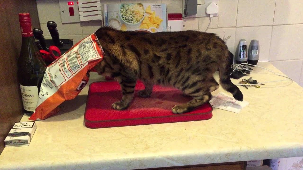 Cat gets stuck in a bag 