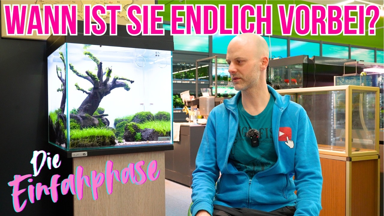 Wann ist die Einfahrphase vorbei? 🚨 3 Merkmale für ein stabiles Aquarium