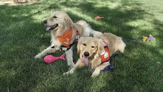 A Day in the Life of Kid the Facility Dog at Cleveland Clinic Children's