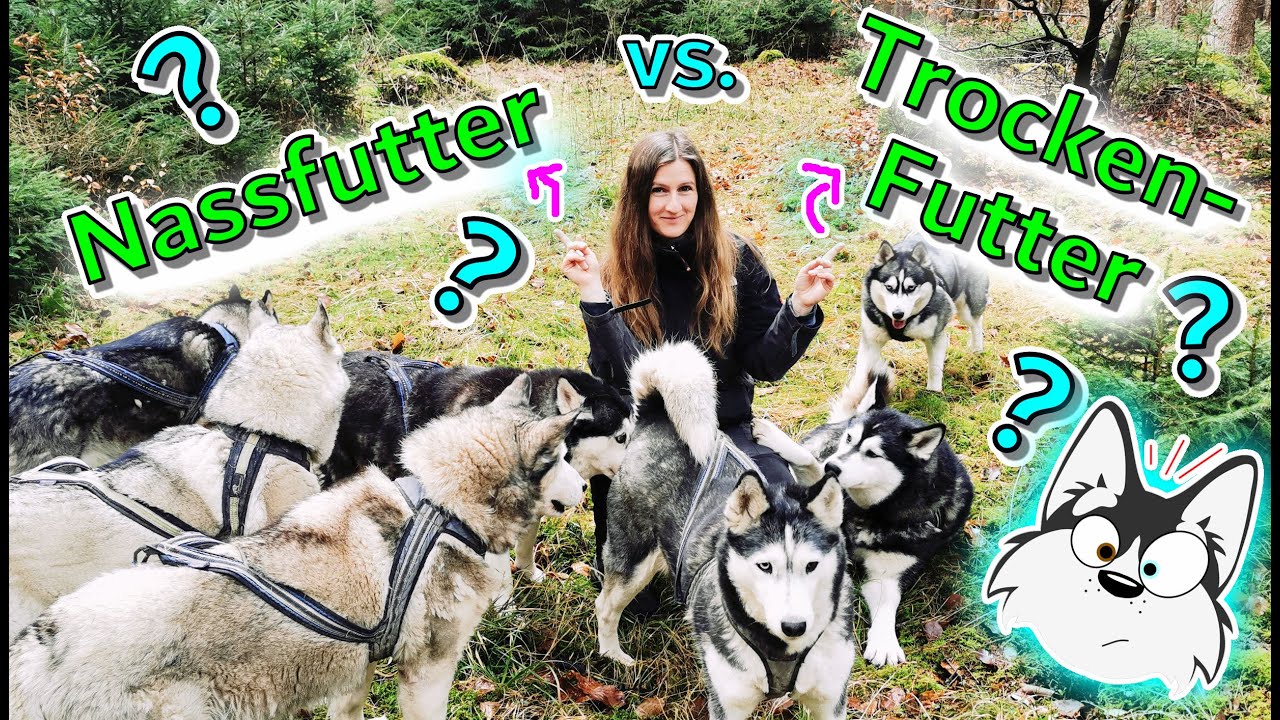 Trockenfutter oder Nassfutter ? / Was ist besser für meinen Hund / meine Katze ? 🤔/ Nature Trails