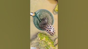 snake trapped in a net and taken out from river #shortsvideo