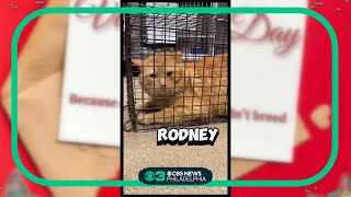 New Jersey Animal Shelter Wants To Neuter Your Ex For Valentines Day