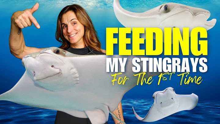 I FEED and SWIM with our STINGRAYS for the FIRST TIME!