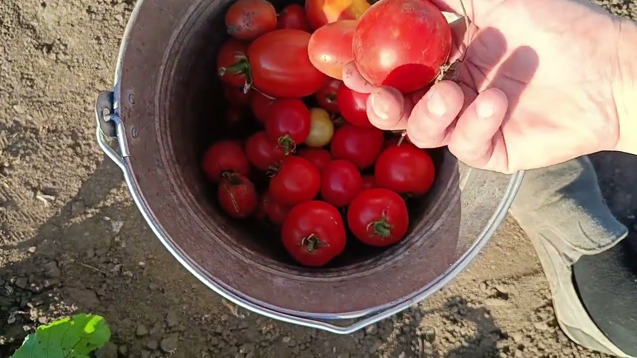 Harvest result of garden