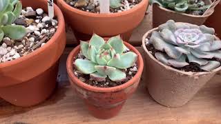 Succulent Update From My Previous Orders Plus Echeveria Collection Tour