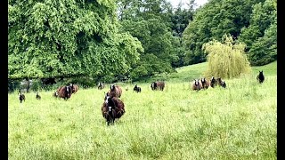 Out of one field into another, fresh pasture is what they all love