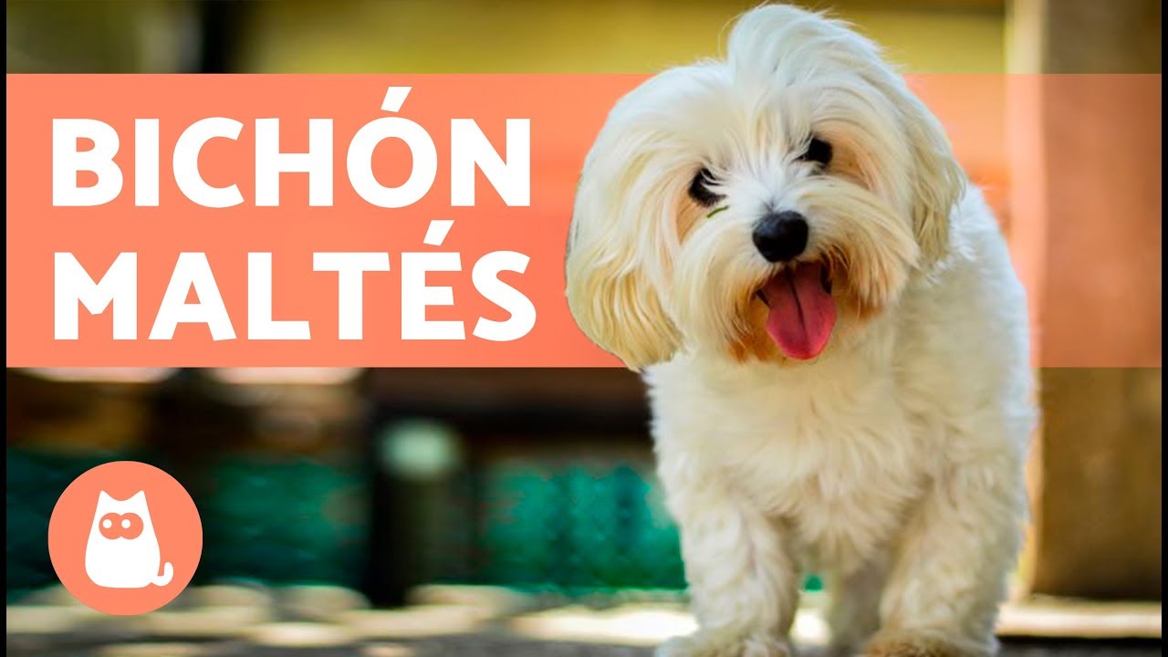 El Bichon Maltes Youtube