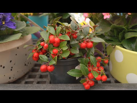 Video: Wintergreen Houseplants - Tatil Dekoru İçin İç Mekanda Büyüyen Wintergreen