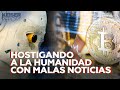 Hostigando a la humanidad con malas noticias - Keiser Report en Español