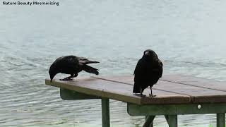 Crows Calling, Preening and Foraging