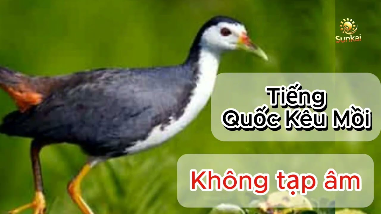 Tiếng Quốc Kêu Mồi Chuẩn Nhất 2025 - Chim cuốc mồi Không Tạp Âm