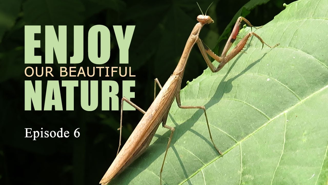 ENJOY OUR BEAUTIFUL NATURE (Episode 6) // NATURE VIDEO // WILDLIFE ...
