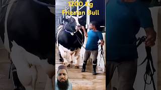 1200 Kg Holstien Friesian bull from Brownies Ranch #friesiancow #bull #youtubeshorts #viralvideo