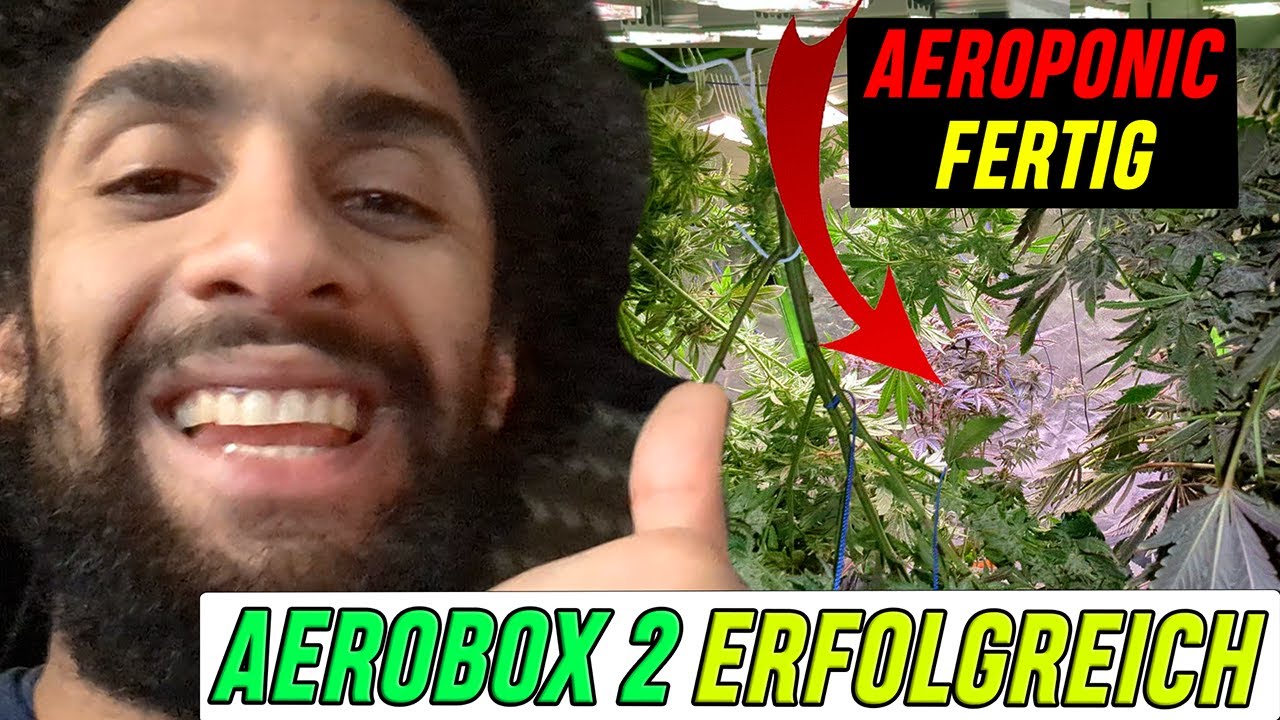 Выращивание методом аэропоники ЗАВЕРШЕНО: вот как сушат растения каннабиса!