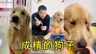 Mao's dad put toothpaste on a biscuit, caught quickly. Mao: It's a dog's nose.
