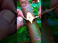 Amazing grafting technique🌳🌳#airlayering #ombur #grafting #bonsai #gardening #diy #craft