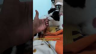 wiri wiri Wii 🫠🫠 #cats #cat #gatos #catlovers #gato #mascotas #mascota #gatito #gatitos #memes