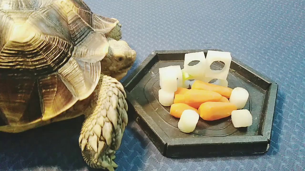 🥕🐢ASMR Sulcata Tortoise Eating Baby Carrots🥕🐢 YouTube