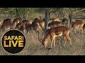 safariLIVE - Sunrise Safari - June 4, 2018