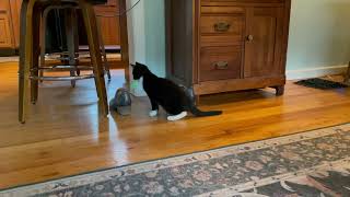 Sweet kitty Burton by Roark and Wyatt 293 views 2 months ago 40 seconds