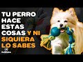 7 cosas que hace tu perro cuando no ests en casa