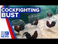 Police and RSPCA bust illegal cockfighting ring | 9 News Australia