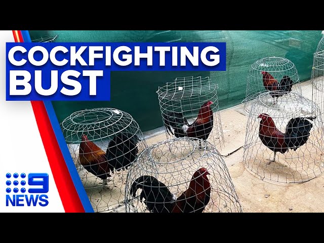 Police and RSPCA bust illegal cockfighting ring | 9 News Australia class=