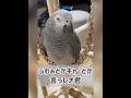 【ヨウムのレオ君】ふわぁとかキャーとか言うレオ君 #ヨウム #インコ #parrot