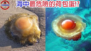 [生物放大鏡]令科學家厭惡的海中荷包蛋 |不用碰到你就能攻擊你的生物|吞噬生物的荷包蛋