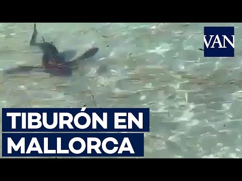 Evacuada una playa de Mallorca tras el avistamiento de un tiburón